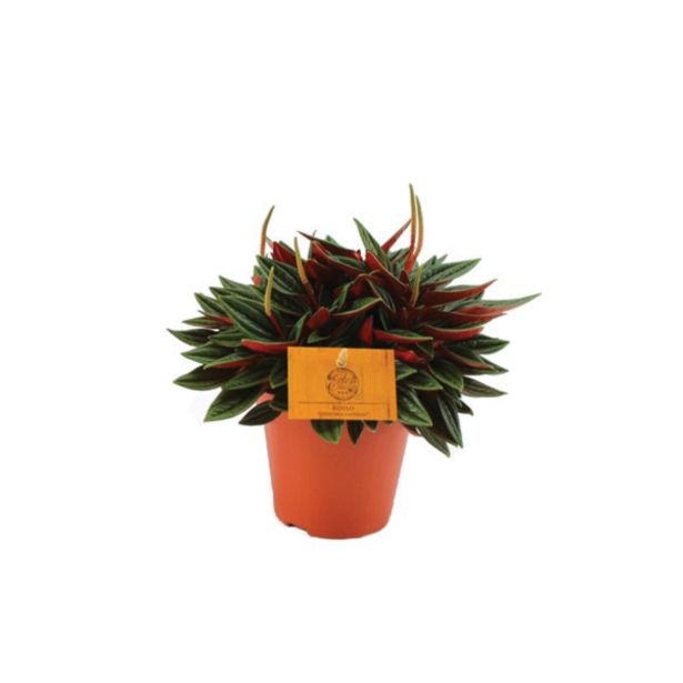 ZELENA RASTLINA POPROVKA L12