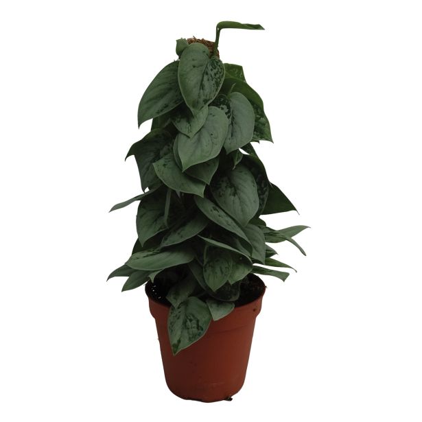 ZELENA RASTLINA POTOS