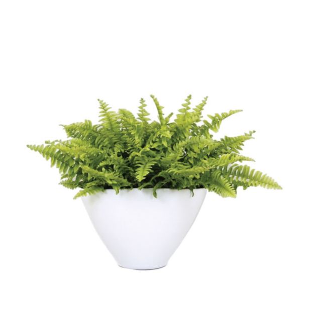 ZELENA RASTLINA PRAPROT V OKRASNEM LONCU L18