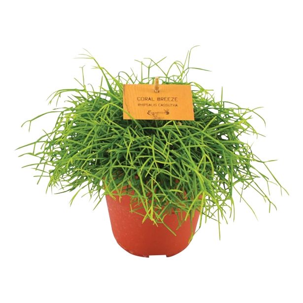 RIPSALIS CASSUTA CORAL BREEZE L10.5