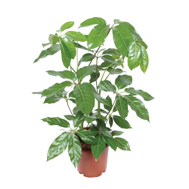 ZELENA RASTLINA ŠEFLERA