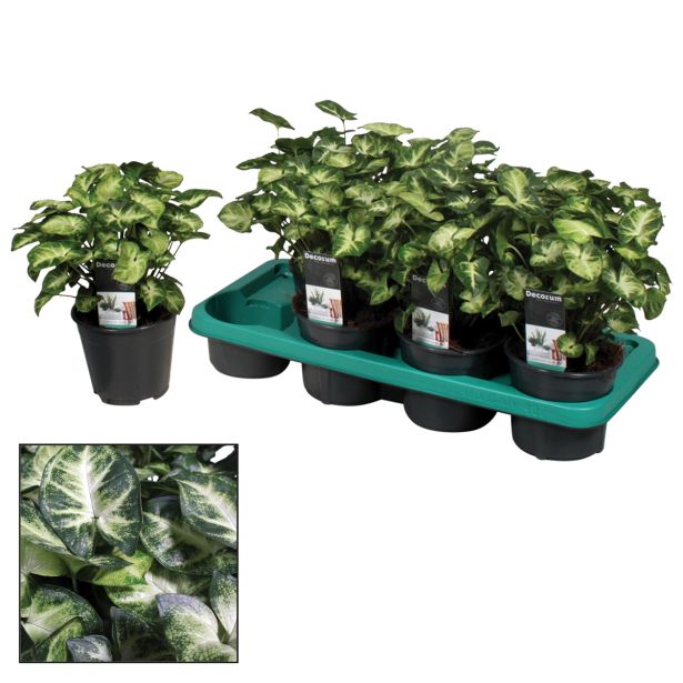 ZELENA RASTLINA SINGONIJ