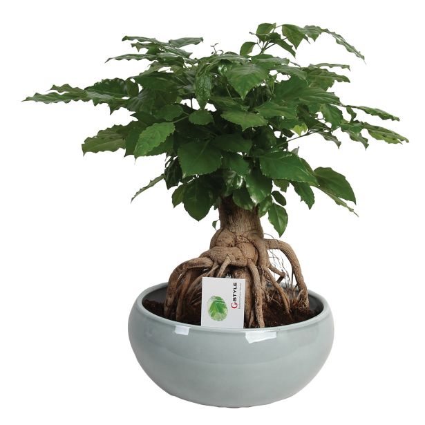 ZELENA RASTLINA SOBNI JESEN