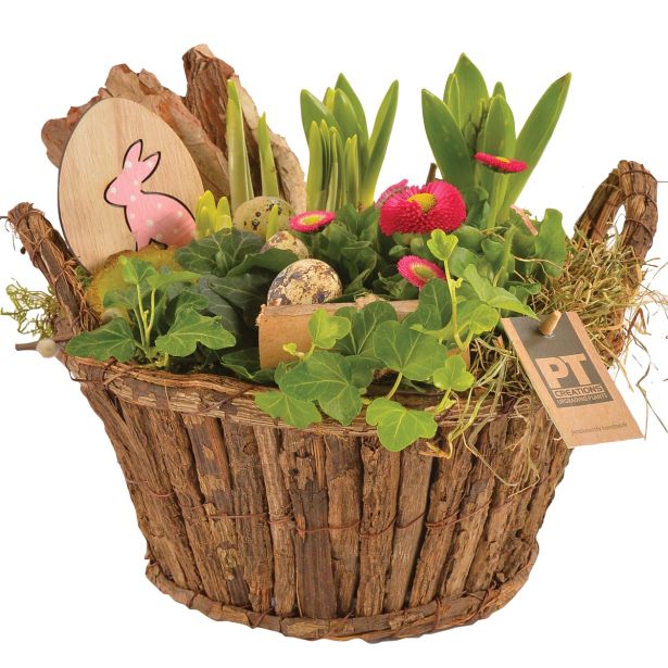 ZELENA RASTLINA SOČNICE