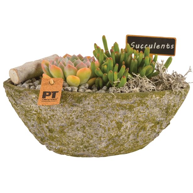 ZELENA RASTLINA SOČNICE