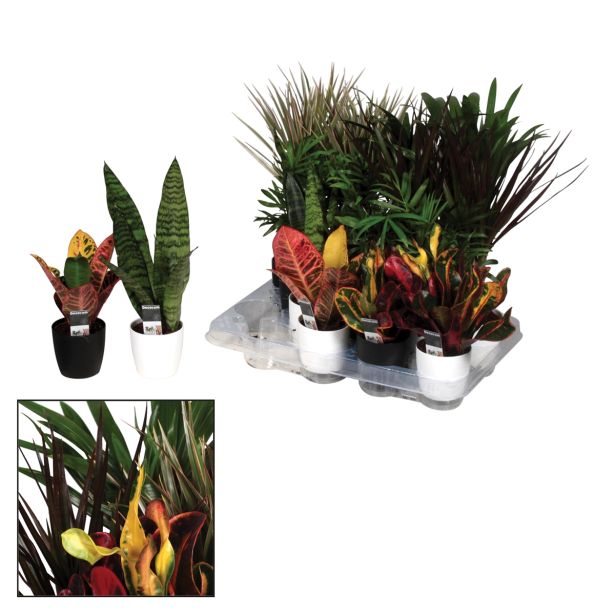 ZELENA RASTLINA SOČNICE