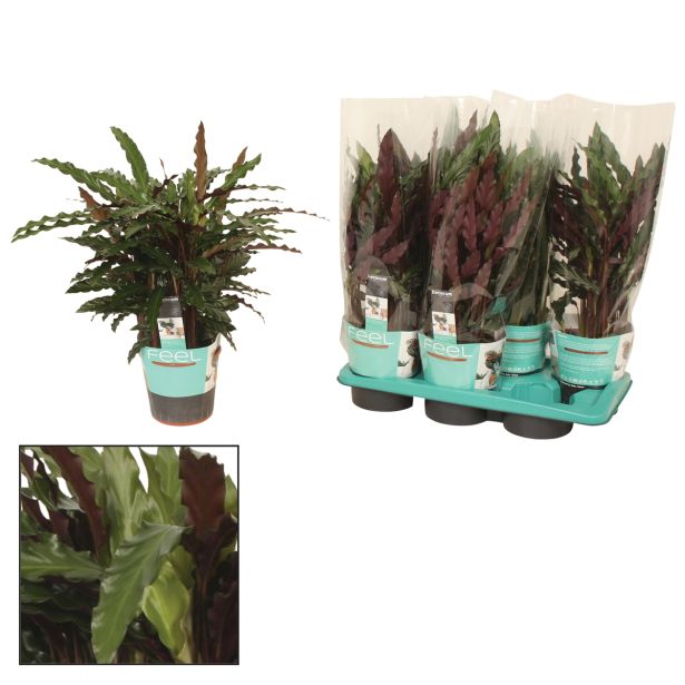 ZELENA RASTLINA STROMANT