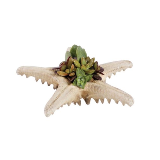 SUKULENT V ZVEZDI L15