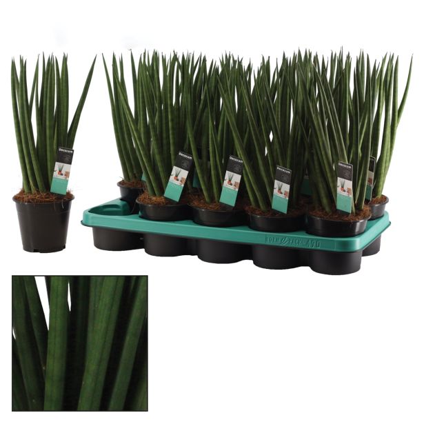 ZELENA RASTLINA TAŠČIN JEZIK