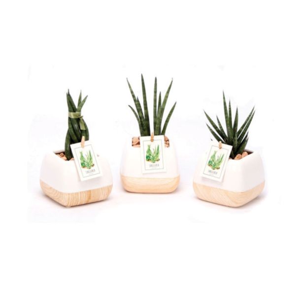 ZELENA RASTLINA TAŠČIN JEZIK V OKR.LONCU