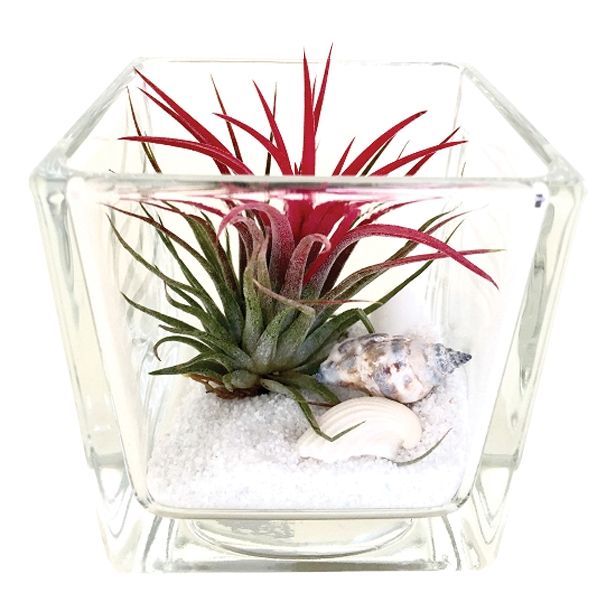 ZELENA RASTLINA TILLANDSIA V KVADRATNEM STEKLU