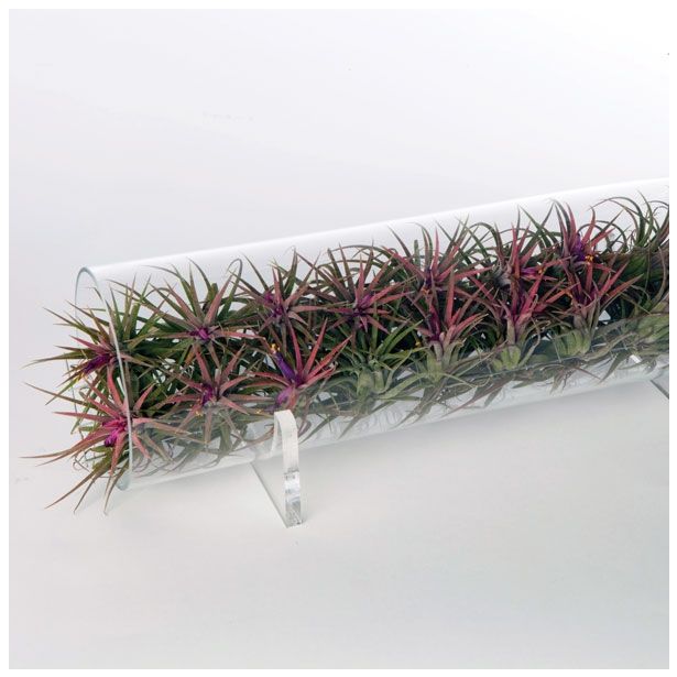 SOBNA ZELENA RASTLINA TILLANDSIA V VALJU