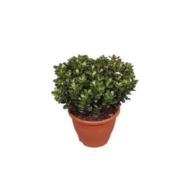 ZELENA RASTLINA TOLŠČICA OVATA MINOR L17