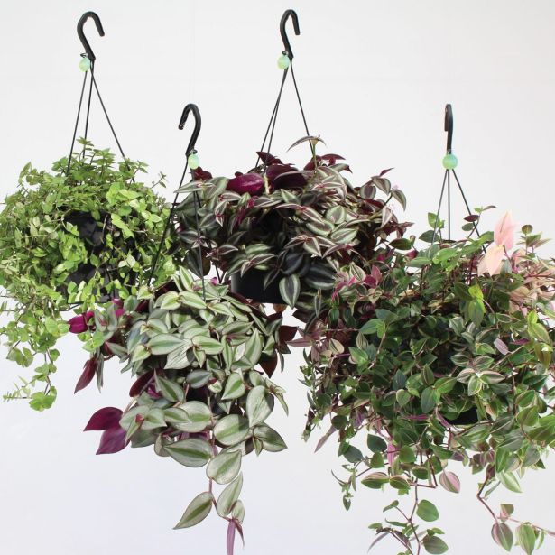 ZELENA RASTLINA TRADESKANCIJA