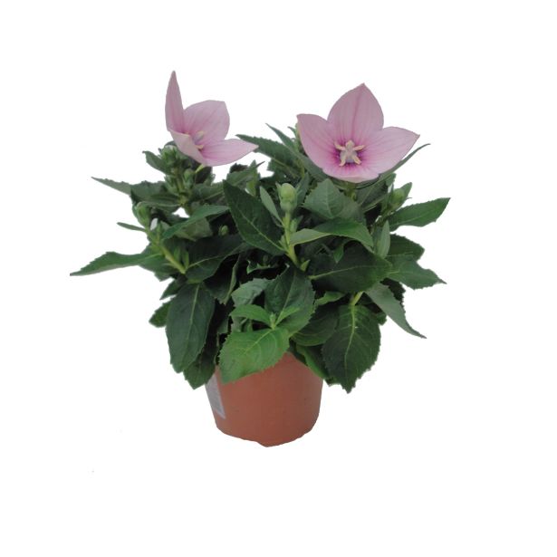 ZELENA RASTLINA VELECVETNI ZVONČNIK ASTRA PINK