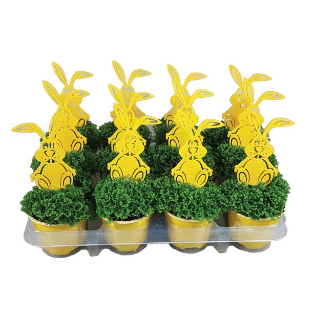 ZELENA RASTLINA VELIKA NOČ DREŽICA V OKRASNEM LONČKU