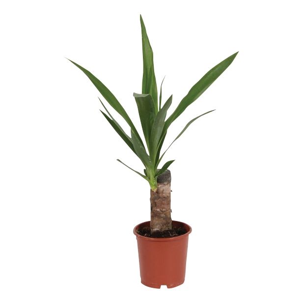 DREVO ŽIVLJENJA YUCCA L11