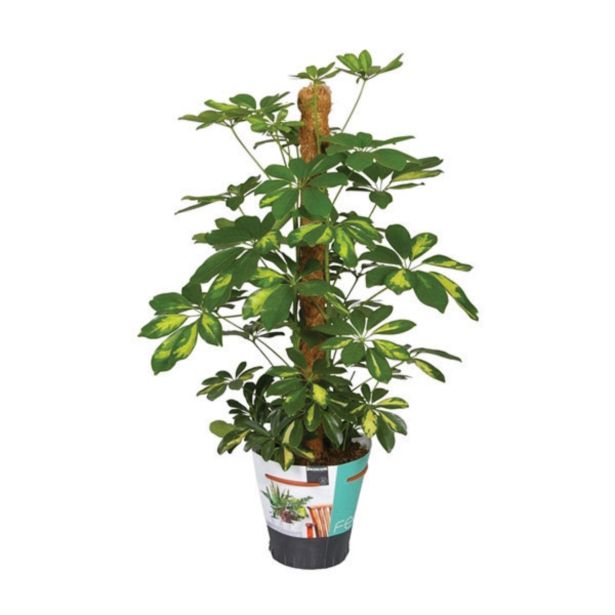 ZELENA RASTLINA ŽARKASTA ARALIJA GOLD CAPELLA