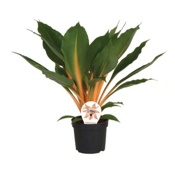 ZELENČICA ORCHIDASTRU L13