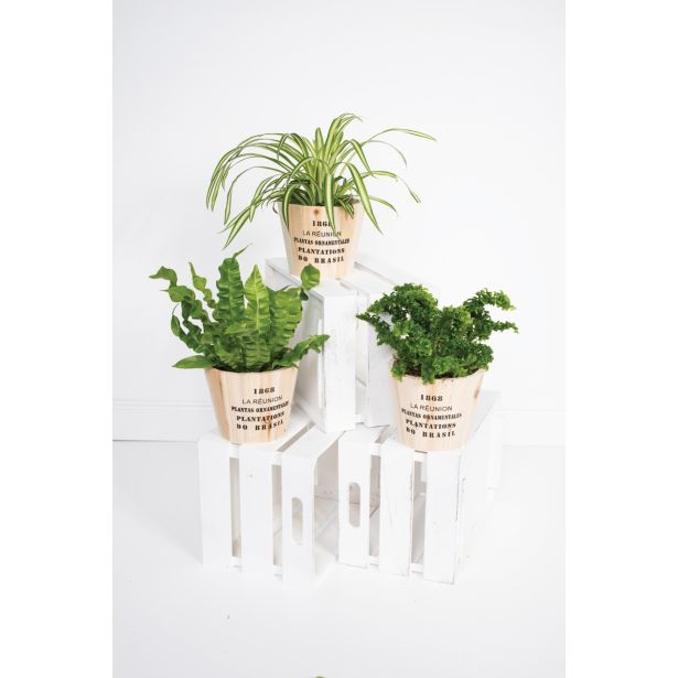 MIX ZELENIH RASTLIN MIX L10