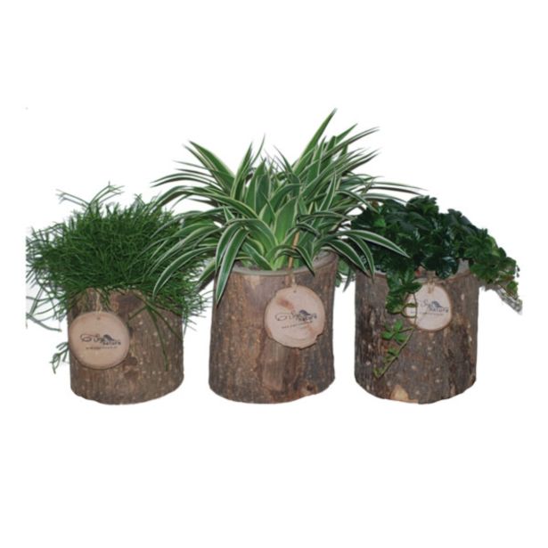 ZELENA RASTLINA ZELENI MIKS V OKR.LONCU L15