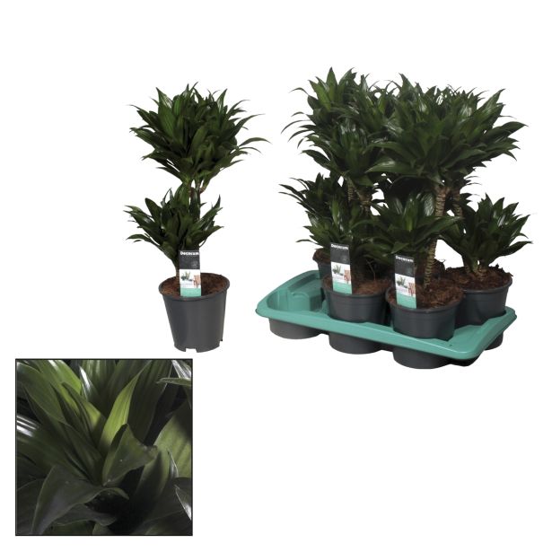 ZELENA RASTLINA ZMAJEVKA