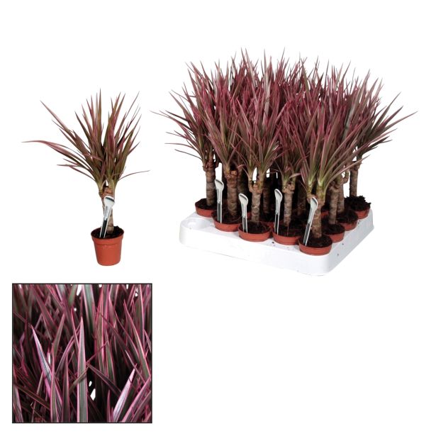 ZELENA RASTLINA ZMAJEVKA