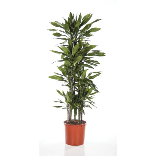 ZELENA RASTLINA ZMAJEVKA JANET L34 120