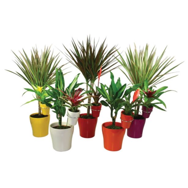 ZELENA RASTLINA ZMAJEVKA V OKRASNEM LONCU IN CVETOČA RASTLINA