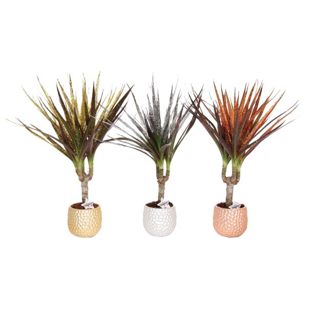 ZELENA RASTLINA ZMAJEVKA V OKRASNEM LONCU Z BLEŠČICAMI