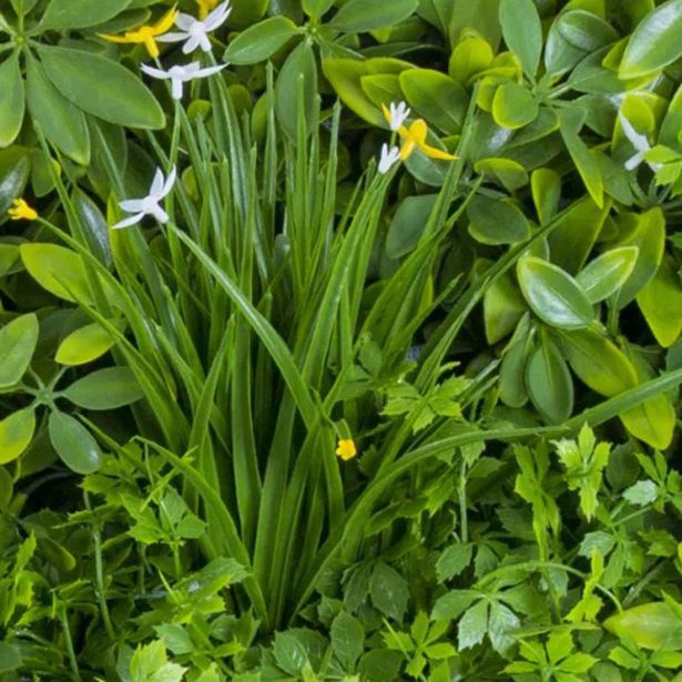 ZELENA STENA INTER CERAMIC FARO 50X50 CM POLIETILEN ZELENA