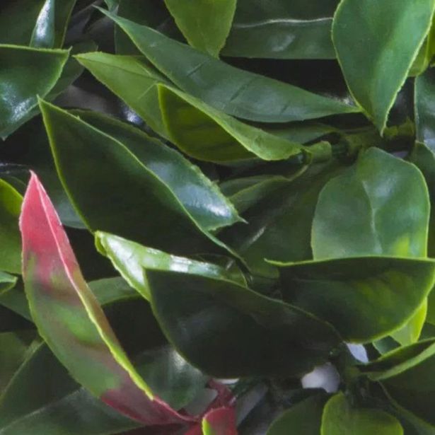 ZELENA STENA INTER CERAMIC PORTO 50X50 CM POLIETILEN ZELENA/RDEČA