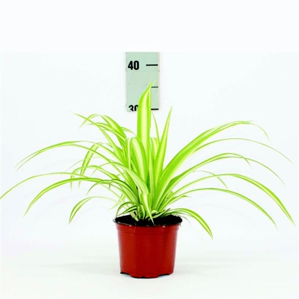 ZELENČICA L12 VARIEGATUM