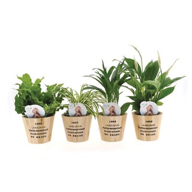 POPROVKA ZELENE RASTLINE MIX L12