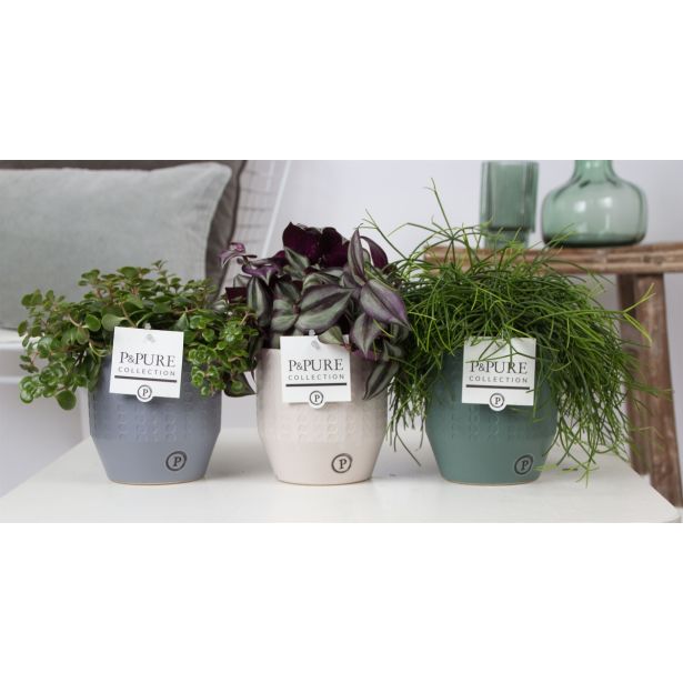 MIX ZELENIH RASTLIN MIX V LONCIH L12