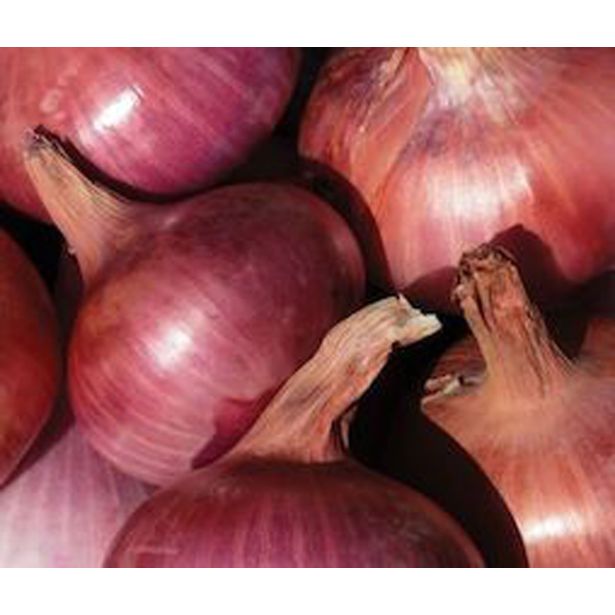 ZELENJAVNA SADIKA ČEBULA 9 KOS