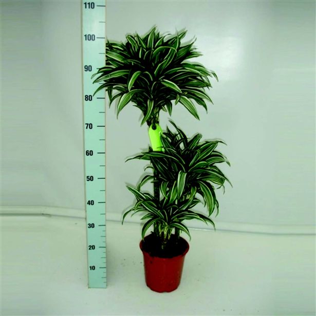 ZMAJEVKA JEDE JEWEL L21