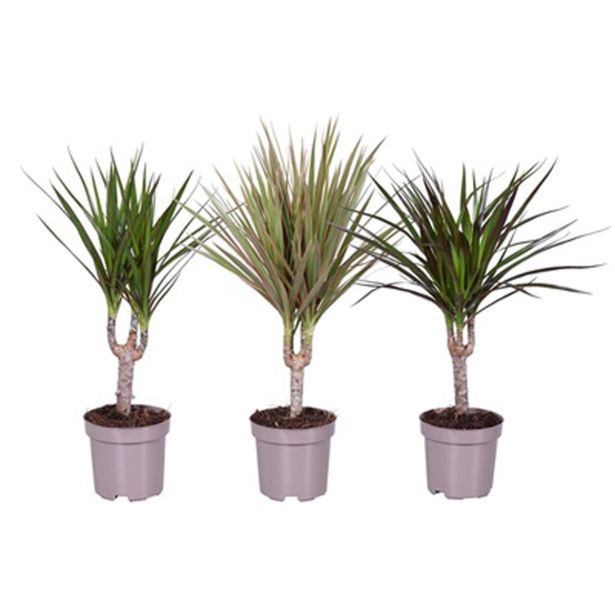 ZMAJEVKA 3 SORTE MIX L11