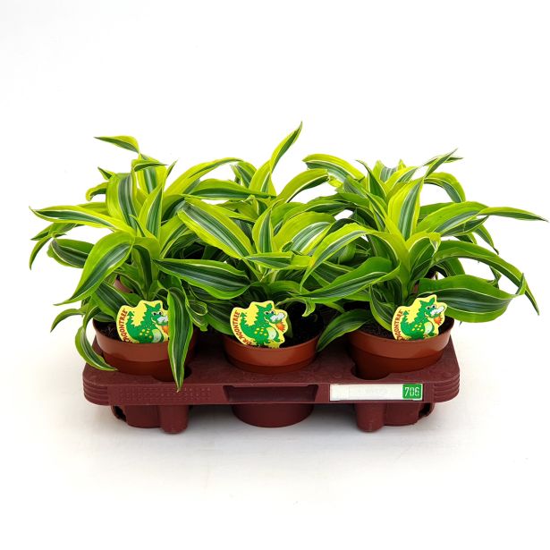 ZMAJEVKA COMP. LEMON L12