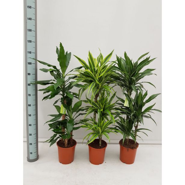 ZMAJEVKA DRACENA MIX L21