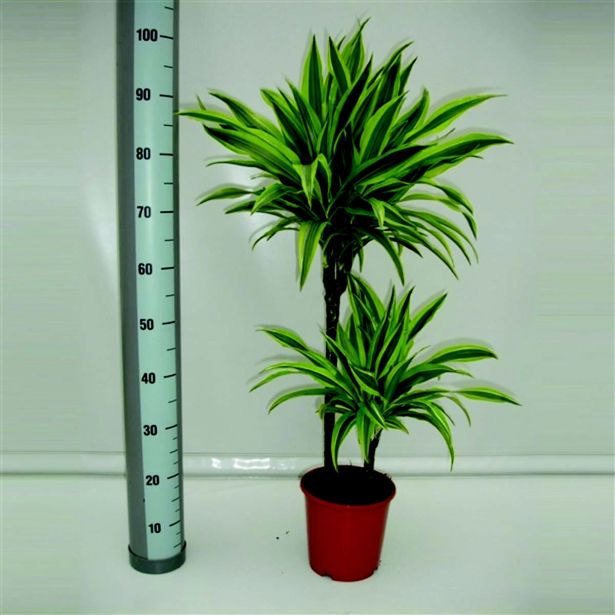 ZMAJEVKA LEMON LIME L19