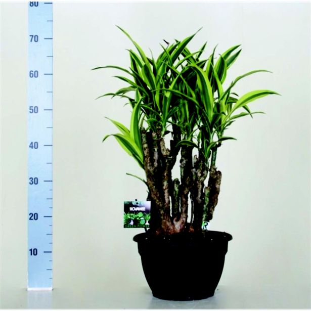 ZMAJEVKA LEMON LIME L24