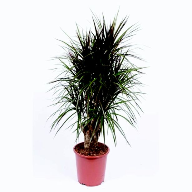 ZMAJEVKA MARGINATA L27