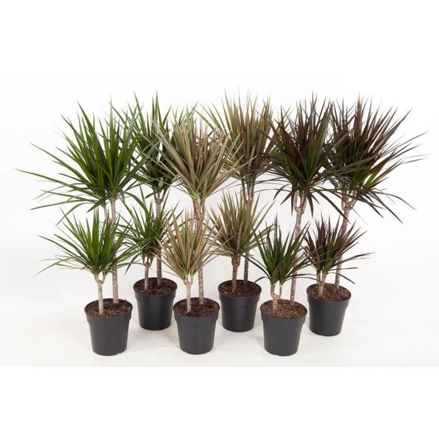 ZMAJEVKA MARGINATA MIX 2 ST L19 CM