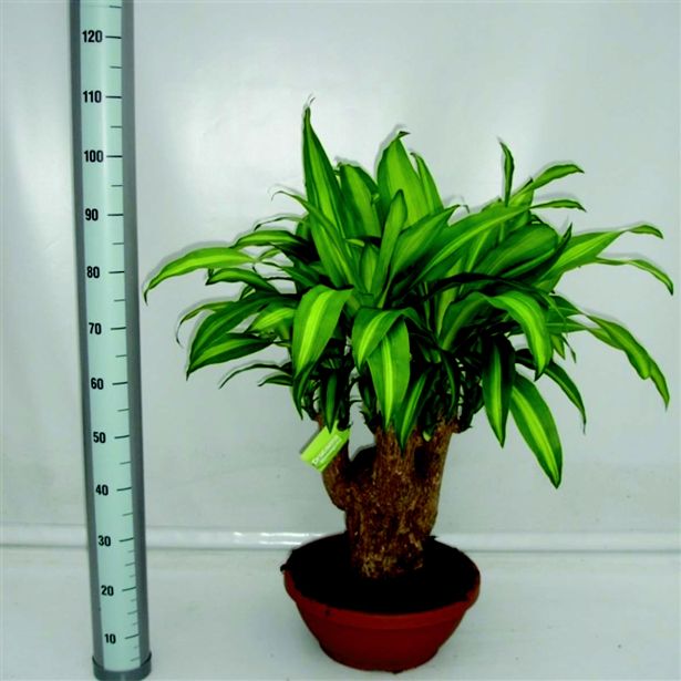 ZMAJEVKA MASSANGEANA L24