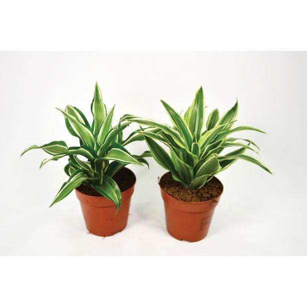 ZMAJEVKA MINI MIX L12