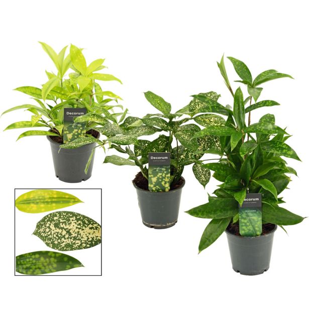 ZMAJEVKA SURCULOSA L12 CM