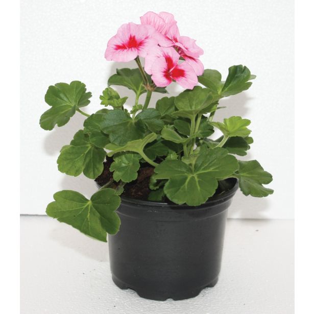 PELARGONIJA ZONALE L10