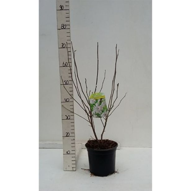 GRM ZVEZDASTA MAGNOLIJA BUSH WHITE L19