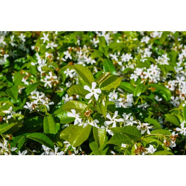 JASMIN ZVEZDASTI L18 V70 CM RINCOSPERMUM SPALIERA
